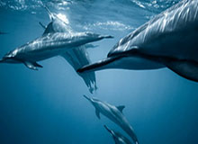 完美世界竞技体验-2020年欧洲豪门收入普遍缩减 曼联减幅达19%